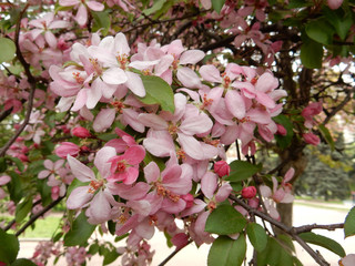 delicate fragrant light pink inflorescences of a decorative apple tree on a blurry spring background