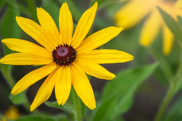 Yellow Flower of Rudbeckia fulgida, the orange coneflower or perennial coneflower. Rudbeckia hirta Maya.