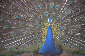 peacocks with feather out