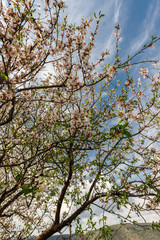 spring, the time of almond blossom, trees in a cloud of delicate white and pink flowers, a great time to travel around the island of Cyprus