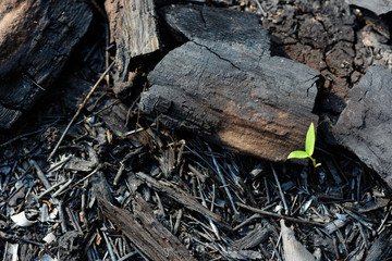 new small plant growing up from burned ground.