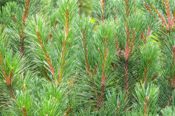 Background from green pine branches.