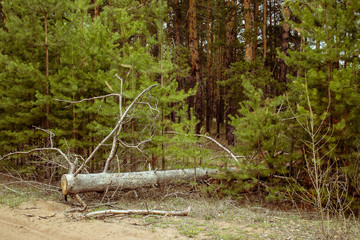 pine forest in summer