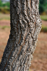 close up of tree trunk