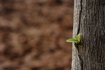 new small leaf come out from tree trunk