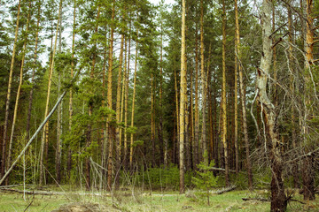 pine forest in summer
