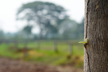 new small leaf come out from tree trunk