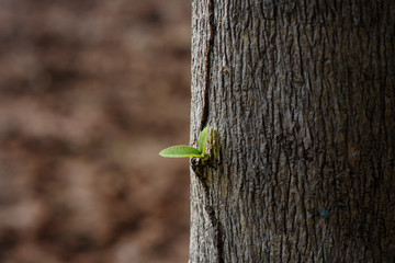 new small leaf come out from tree trunk