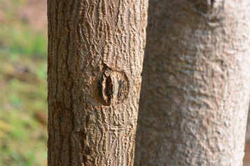 close up of tree trunk
