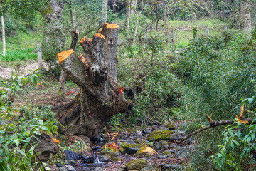 old stump in the forest