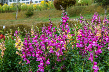 purple flowers in the garden