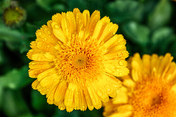 close up of yellow flower