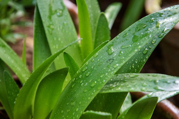 green grass with dew