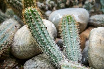 cactus in the garden