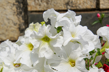 bouquet of white flowers