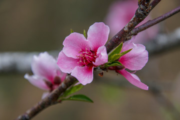 Flowers in a garden