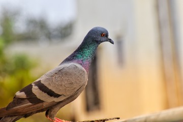 pigeon in park