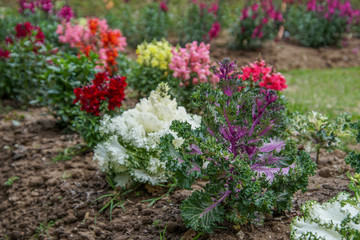 Fototapeta na wymiar Flowers in a garden