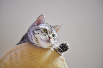 ハンモックからひょっこり顔をだす猫