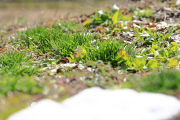 残雪　春の雪解け　イメージ