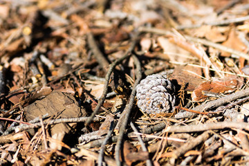 枯れ木と松ぼっくり