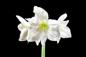 Amaryllis Hippeastrum white blooming outdoors, isolated on a black background