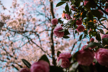 Tokyo Sakura cherry blossoms in spring.