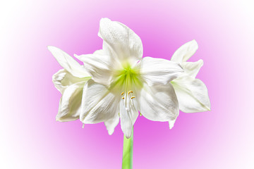 Large white graceful Amaryllis Hippeastrum blooming outdoors, isolated on a beautiful gradient pink background. Copy of the space