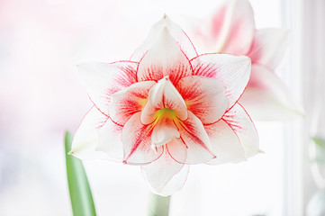 Terry pink and white Hippeastrum Pasadena on a light background. Close-up,