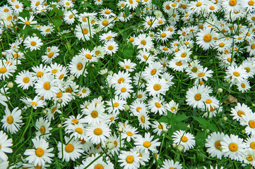 Bright natural spring background of small white chamomile flowers