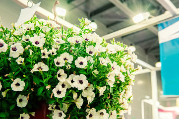 A bouquet of multi-colored petunias. White petunias in pots decorate the room. Landscaping of the...