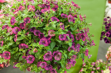 A bouquet of multi-colored petunias. Maroon petunias with a mottled middle, background. Landscaping of the premises