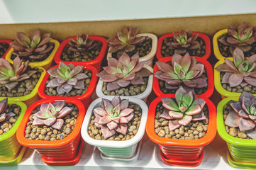 echeveria agavoides family Crassulaceae planted in individual plastic pots for sale. Sale of plants for landscaping and home decoration