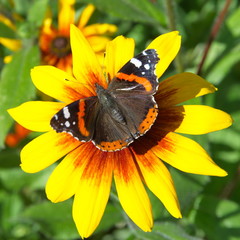 butterfly on flower