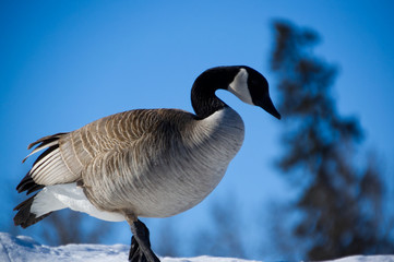 Canadian Goose