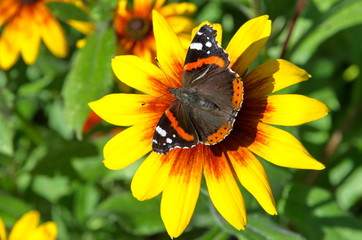 Butterfly Admiral (lat. Vanessa atalanta) with open wings on a rudbeckia flower