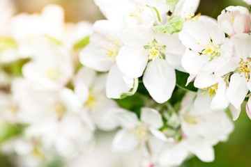 Spring background with white flowers of blooming apple tree.