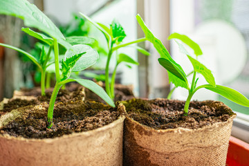 cucumber seedlings are planted in eco-friendly peat pots in the house on the window. No plastic....