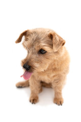 ノーフォークテリア