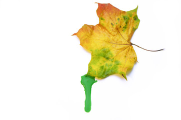 colorful multi-colored maple leaf that drips a drop of paint,
