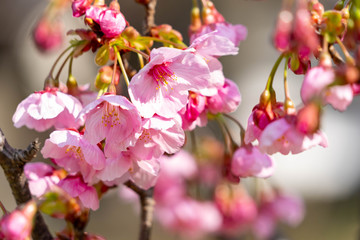 Fototapeta na wymiar Cherry blossom flowers are start to bloom in Fukuoka city, JAPAN.