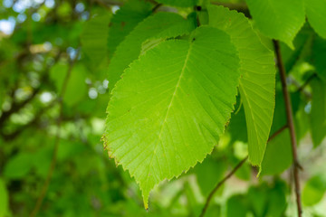 Green leaves