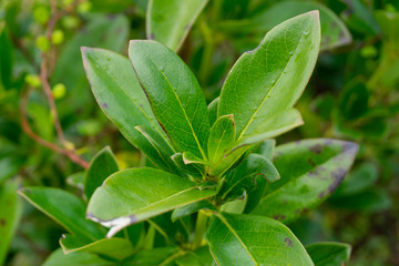 green leaves of plant