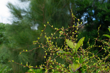 branch of a tree