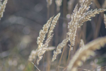 Group of cosmopolitan common reeds on blue sky background, phragmites australis outdoors. Tall stems, selective focus