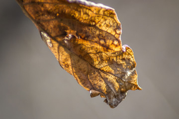 Beautiful single leaf on blurred background, autumn concept, beautiful bokeh