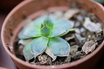 a small succulent is planted in a plastic pot with peat, earth and charcoal