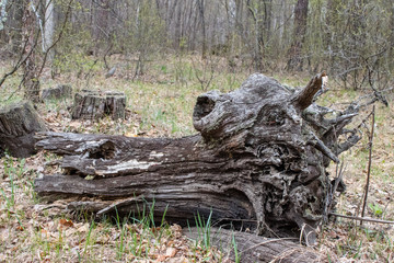 snag in the form of a dragon's head