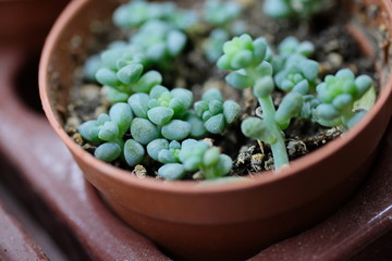 a small succulent is planted in a plastic pot with peat, earth and charcoal