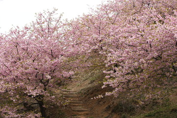 河津桜